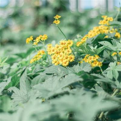 大发彩票app手机app下载